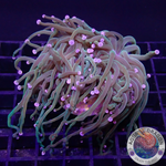 Euphyllia glabrescens „USA BT“ WYSIWYG