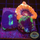 Homophyllia bowerbanki „Trio Bowie“ WYSIWYG „AD Special“