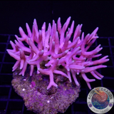 Seriatopora hystryx „Pink Torn“ WYSIWYG „AD Special“