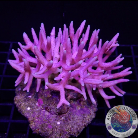 Seriatopora hystryx „Pink Torn“ WYSIWYG „AD Special“