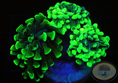 Euphyllia paraancora „Splash“ WYSIWYG