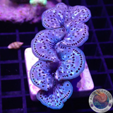 Tridacna maxima WYSIWYG