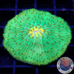 Fungia spp. „Sunny Weed“ WYSIWYG „AD Special“