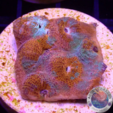 Echinophyllia spp. „Crush“ WYSIWYG „AD Special“