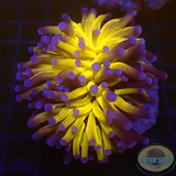Euphyllia paraglabrescens „Tiger“ WYSIWYG