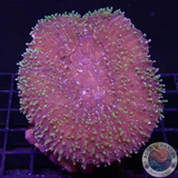 Lobophyllia spp. „Big FuzZ“ WYSIWYG