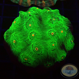 Echinophyllia spp. „Alien“