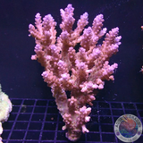 Acropora microclados 🍓 „Strawberry Shortcake“ WYSIWYG