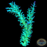 Acropora echinata „Ice Fire“ WYSIWYG