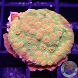 Cyphastrea spp. „Golden Meteor“ WYSIWYG