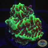 Montipora spp. „Jedi Mind Trick“ WYSIWYG „AD Special“