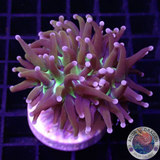 Euphyllia glabrescens „Hellraiser“
