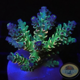 Acropora tenuis „Rainbow“ WYSIWYG „AD Special“