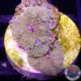 Ricordea florida „Magic“ WYSIWYG