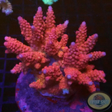 Acropora spp. „Posh Spice“ WYSIWYG