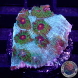 Echinophyllia spp. „Avatar“