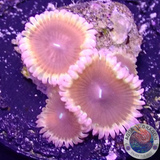 Krustenanemonen „Dark Matter“ WYSIWYG