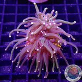 Euphyllia glabrescens „Mojito“
