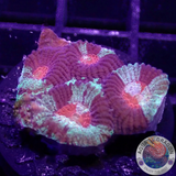 Favia spp. „Resident Evil“ WYSIWYG „AD Special“