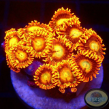 Krustenanemonen „Tequila Sunrise“ WYSIWYG