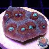 Echinophyllia spp. „Saturn Ring“ WYSIWYG „AD Special“