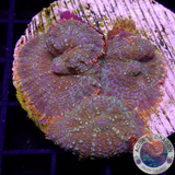 Rhodactis spp. „Picasso“ WYSIWYG „AD Special“