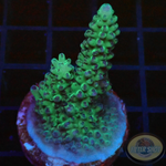 Acropora spp. WYSIWYG