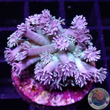 Goniopora spp. „Mutzi“ WYSIWYG „AD Special“