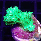 Hydnophora spp. „Kryptonite FuzZ“
