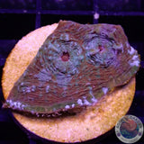 Echinophyllia spp. „Rainbow Dragon“ 🐉 WYSIWYG „AD Special“