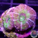 Micromussa spp. „UFO“ WYSIWYG
