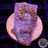 Echinophyllia spp. „Brokedown Palace“ WYSIWYG „AD Special“