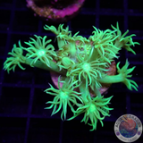 Goniopora spp. „Lime Flower“