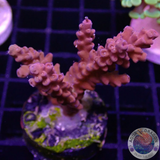 Acropora spp. „Cherry“ 🍒 WYSIWYG „AD Special“