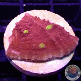 Echinophyllia spp. „Iron Man“ AD Special