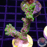 Montipora stellata „Star Wars“ WYSIWYG