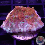 Echinophyllia spp. „Hunter“ WYSIWYG „AD Special“