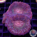 Moseleya latistellata „Alien Invasion“ WYSIWYG