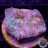Echinophyllia spp. „Brokedown Palace“ WYSIWYG „AD Special“