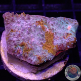 Echinophyllia spp. „Brokedown palace“ WYSIWYG „AD Special“