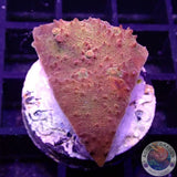 Echinophyllia spp. „Bronze“