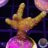 Montipora samarensis „Fredy on Fire“