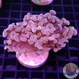 Euphyllia baliensis „Cooper P.“