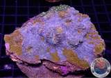 Echinophyllia spp. & Paradise Zoanthus „O. Ocean“ WYSIWYG „AD Special“