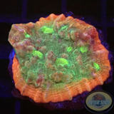 Mycedium spp. „Above The Rim“ WYSIWYG