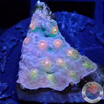 Cyphastrea spp. „Rainbow Madness“ WYSIWYG