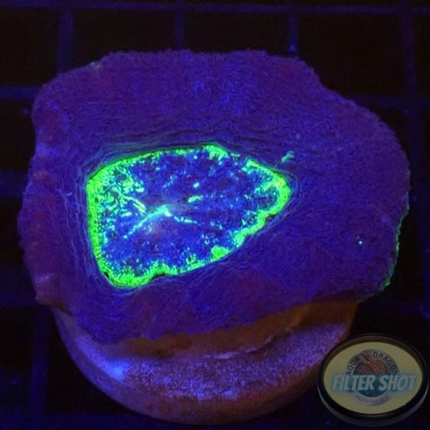 Homophyllia bowerbanki „Sub Zero“