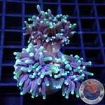 Euphyllia glabrescens „Black Gold“ WYSIWYG