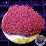 Goniopora spp. „Johnny Blaze“ WYSIWYG „AD Special“