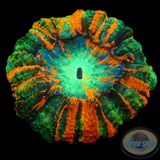 Acanthophyllia deshayesiana „Rainbow“ WYSIWYG